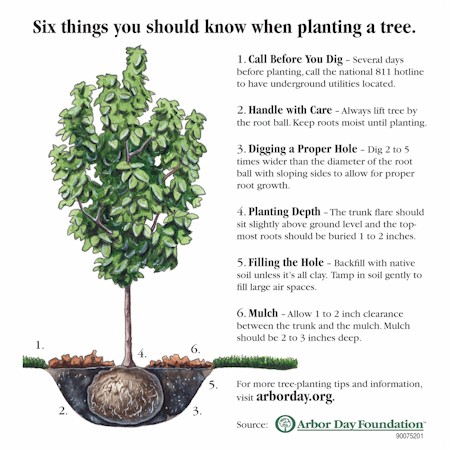 How to plant a tree